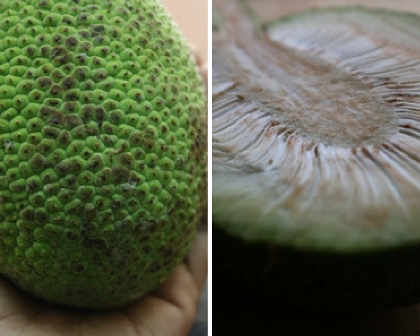 breadfruit curry